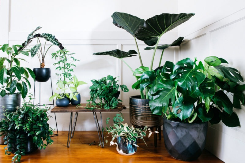 ideas for birthday gift for a friend - indoor plant