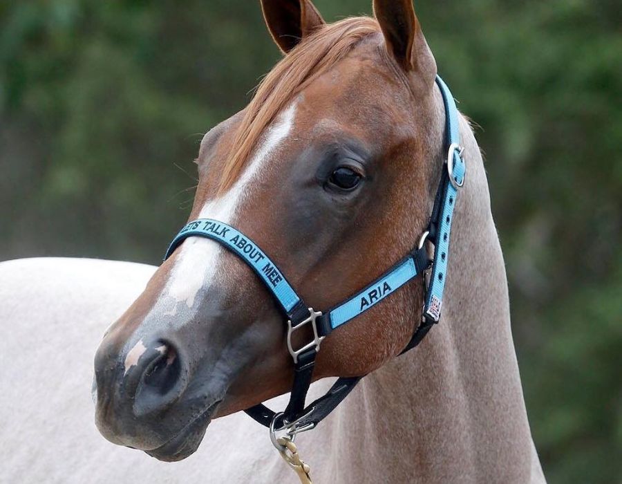 Personalized Horse Halter