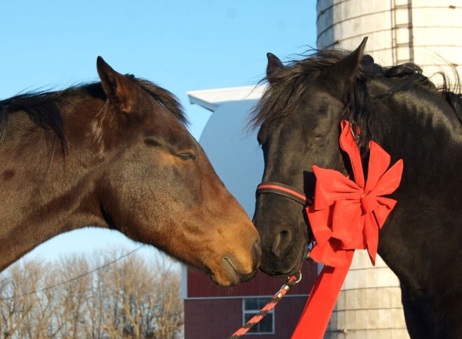 Understanding Your Horse's Preferences in Horse Gifts