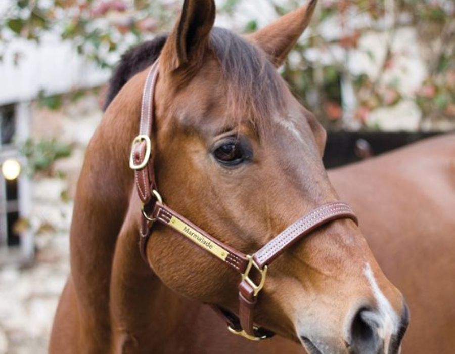 Personalized Nameplate Halter